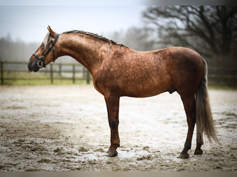 PRE Stallion Palomino in Haltern am See