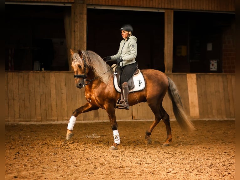 PRE Stallion Palomino in Haltern am See