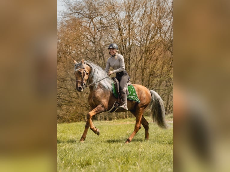 PRE Stallion Palomino in Haltern am See