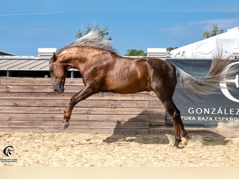 PRE Stallion Palomino in Haltern am See