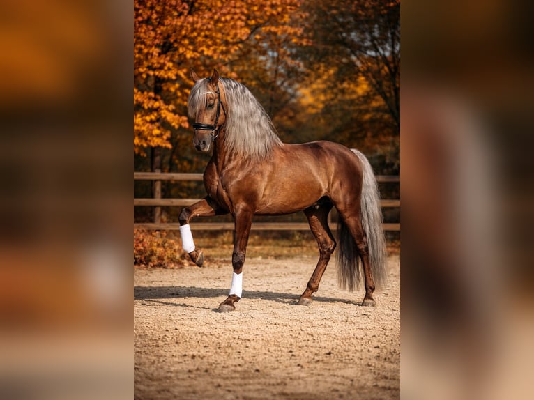 PRE Stallion Palomino in Haltern am See