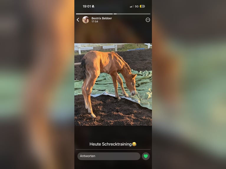 PRE Stallion Palomino in Haltern am See