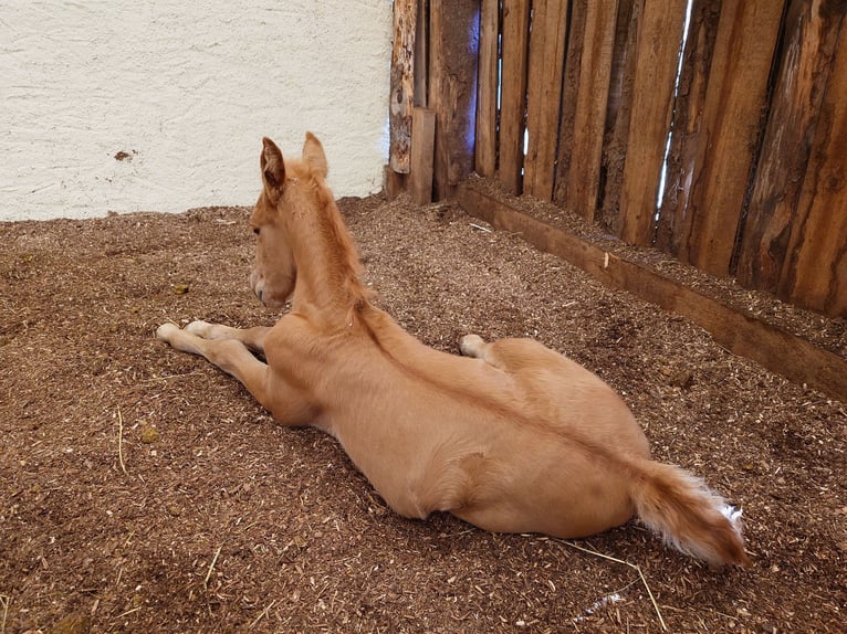 PRE Stallion Palomino in Haltern am See