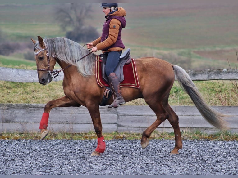PRE Stallion Palomino in Haltern am See