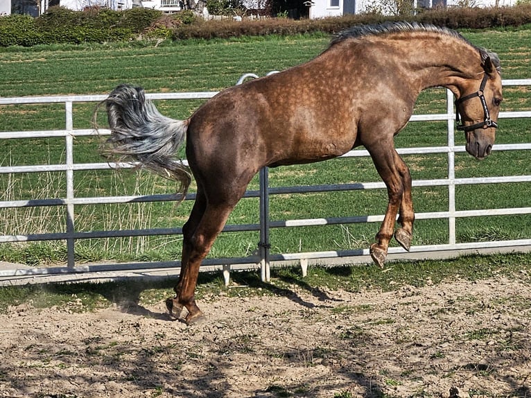 PRE Stallion Palomino in Haltern am See