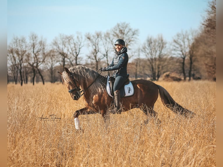 PRE Stallion Palomino in Haltern am See