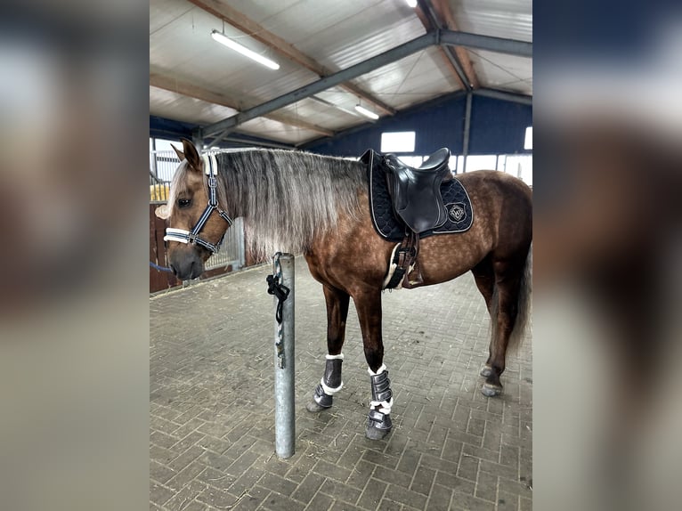 PRE Stallion Palomino in Haltern am See