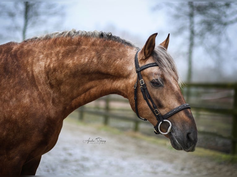 PRE Stallion Palomino in Haltern am See