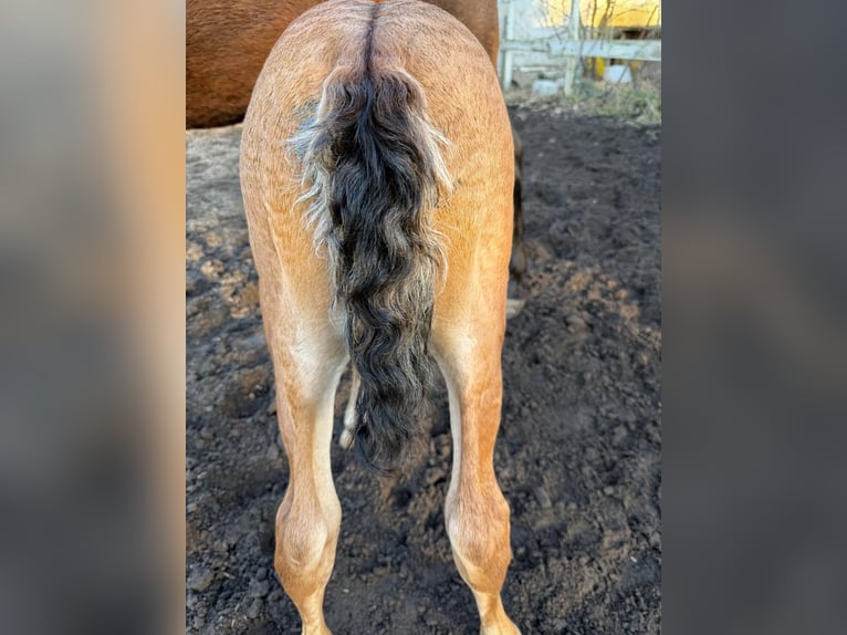 PRE Stallion Palomino in Haltern am See