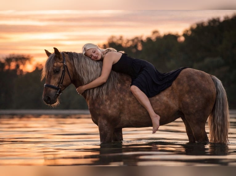 PRE Stallion Palomino in Haltern am See