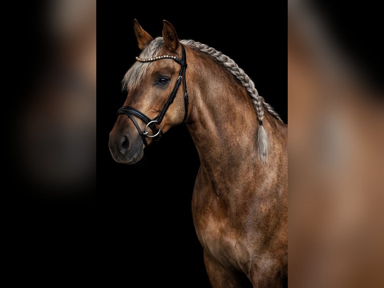 PRE Stallion Palomino in Haltern am See