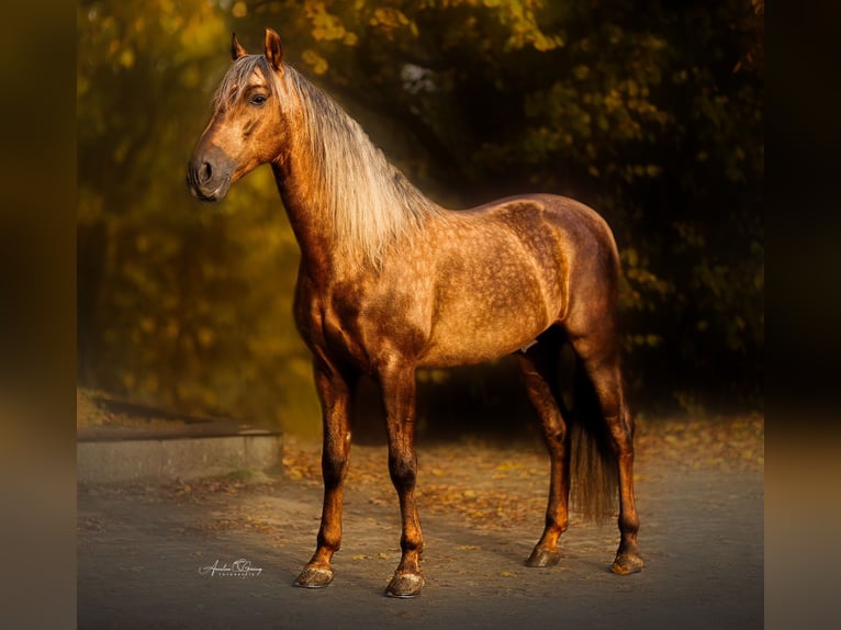 PRE Stallion Palomino in Haltern am See