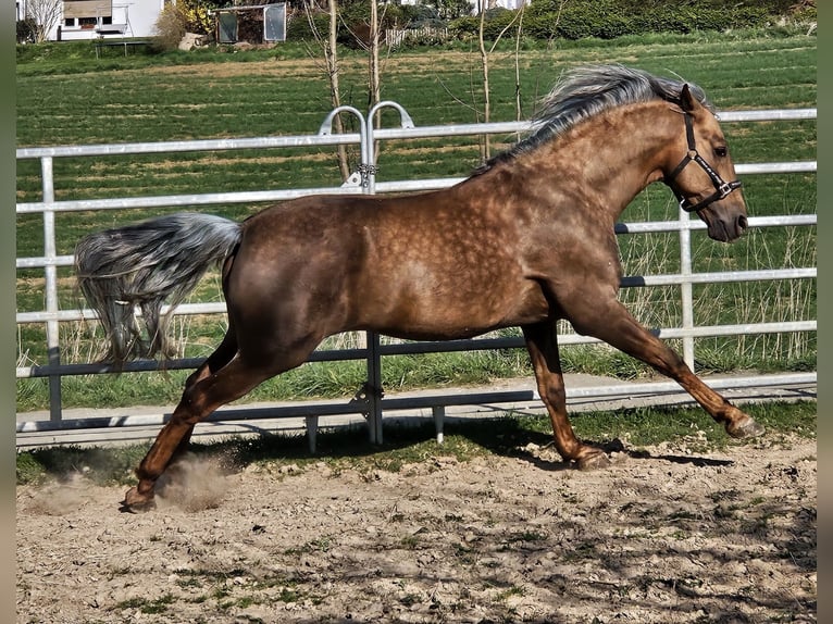PRE Stallion Palomino in Haltern am See