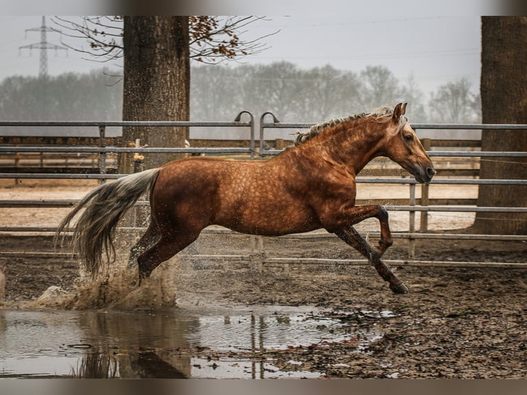 PRE Stallion Palomino in Haltern am See