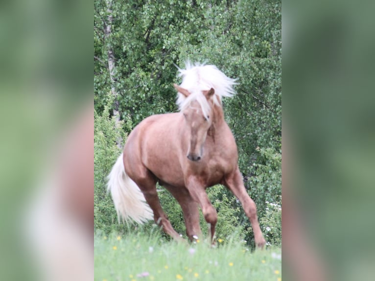 PRE Stallion Palomino in Brauweiler