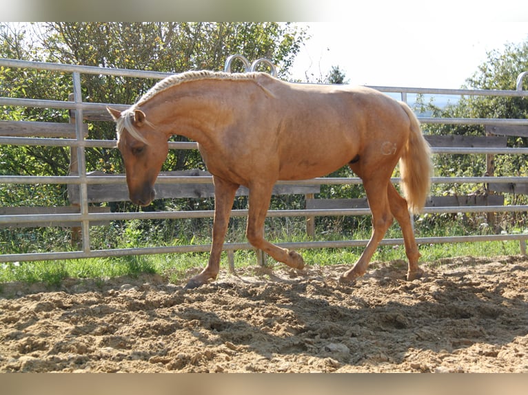 PRE Stallion Palomino in Brauweiler