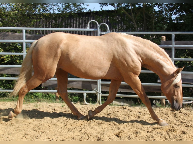 PRE Stallion Palomino in Brauweiler