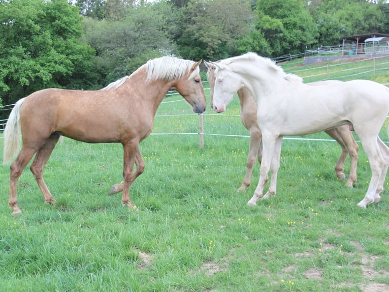 PRE Stallion Palomino in Brauweiler