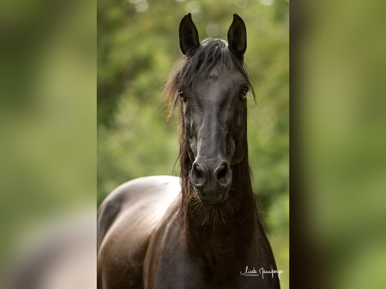 PRE Stallion Pearl in Feuchtwangen