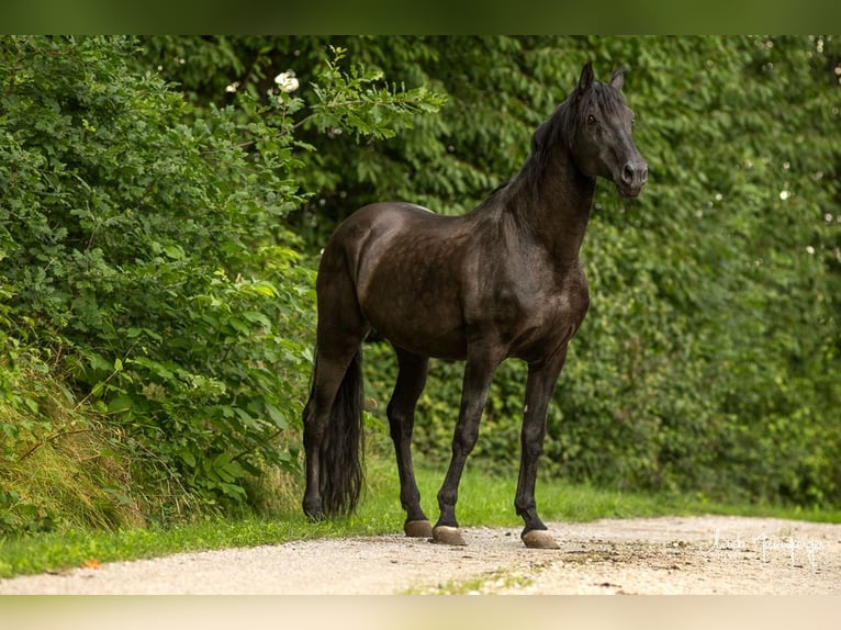 PRE Stallion Pearl in Feuchtwangen
