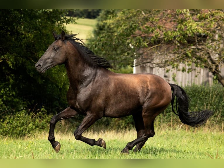 PRE Stallion Pearl in Feuchtwangen