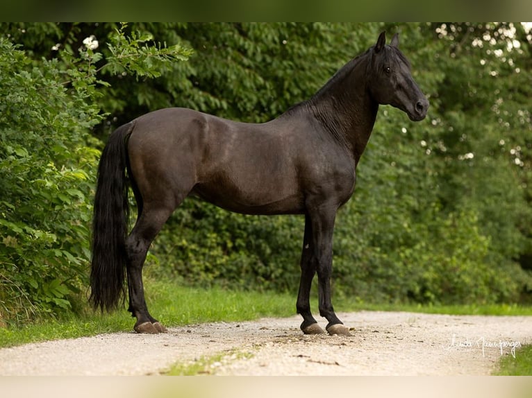 PRE Stallion Pearl in Feuchtwangen