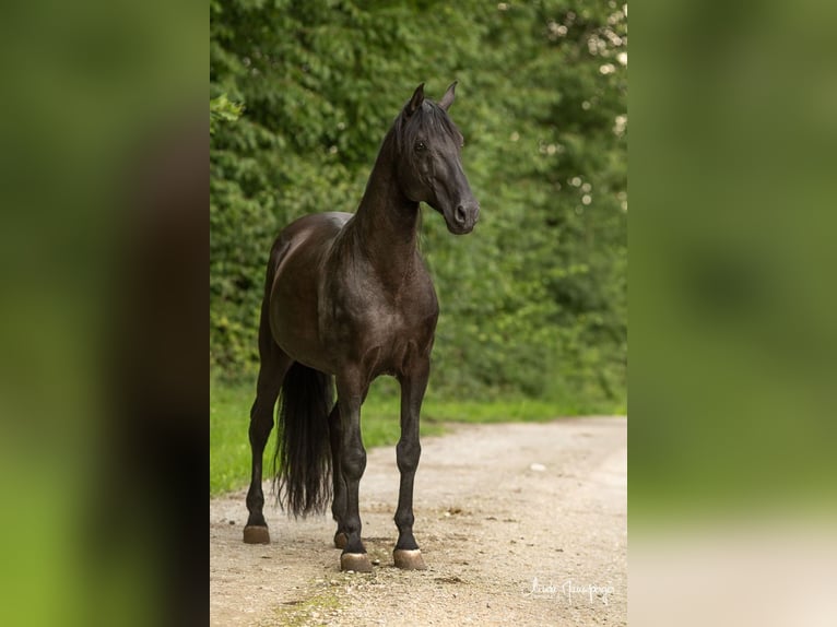 PRE Stallion Pearl in Feuchtwangen