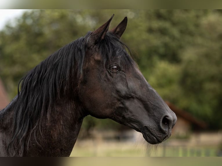 PRE Stallion Pearl in Feuchtwangen