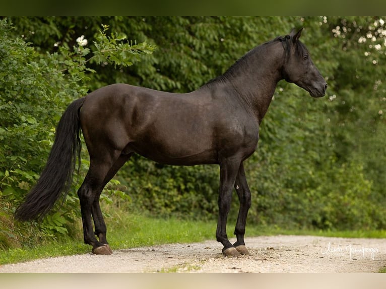PRE Stallion Pearl in Feuchtwangen