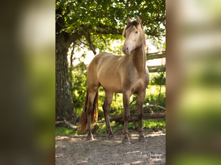 PRE Stallion Pearl in Feuchtwangen