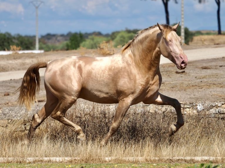 PRE Stallion Pearl in NAVAS DEL MADRONO