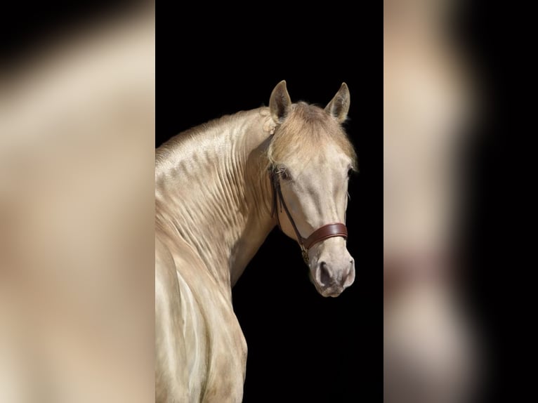 PRE Stallion Pearl in Stabroek