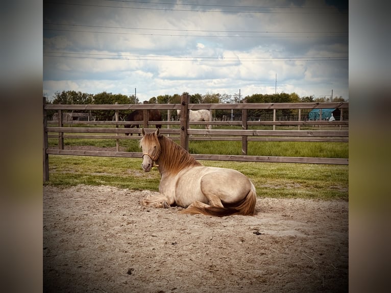 PRE Stallion Pearl in Stabroek