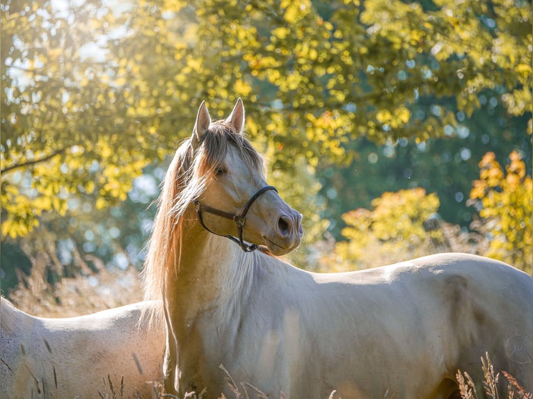 PRE Stallion Pearl in Schwelm