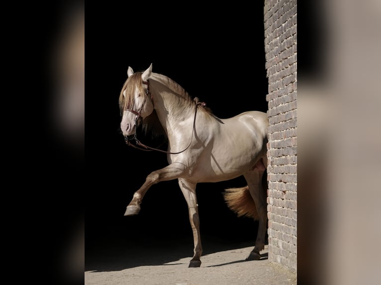 PRE Stallion Pearl in Schwelm