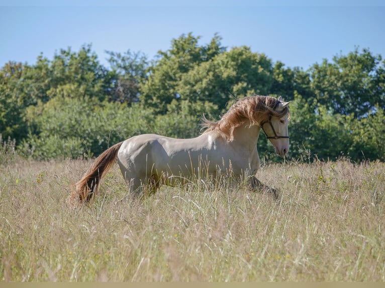 PRE Stallion Pearl in Schwelm