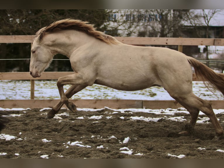 PRE Stallion Pearl in Stockach