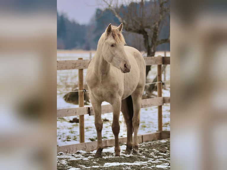 PRE Stallion Pearl in Stockach