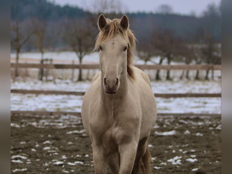 PRE Stallion Pearl in Stockach