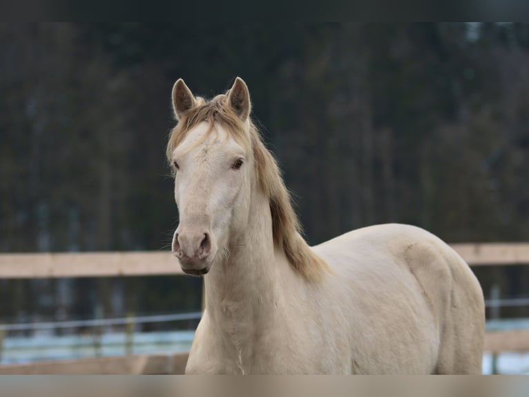 PRE Stallion Pearl in Stockach