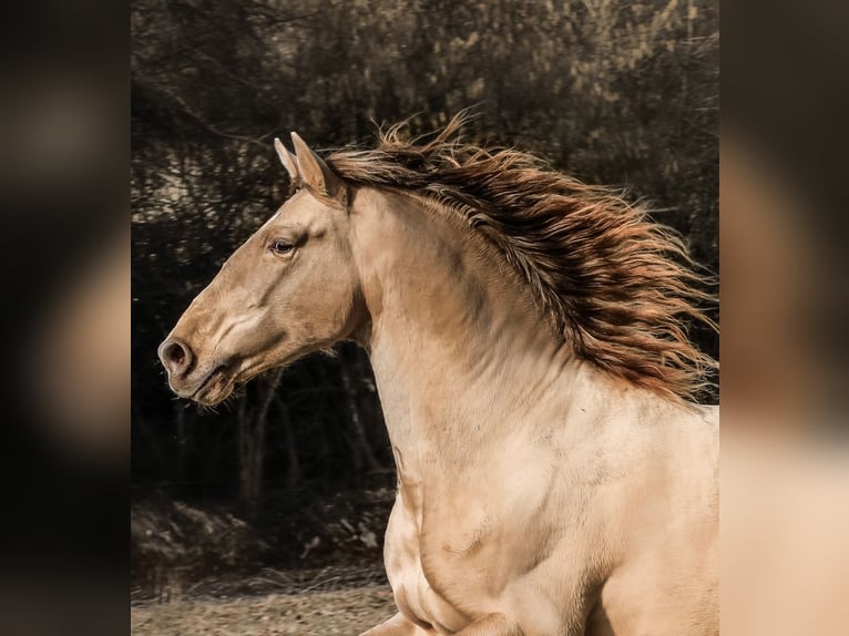 PRE Stallion Pearl in Gößweinstein