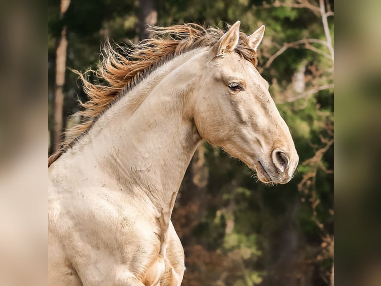 PRE Stallion Pearl in Steinsberg
