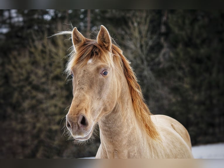 PRE Stallion Pearl in Steinsberg