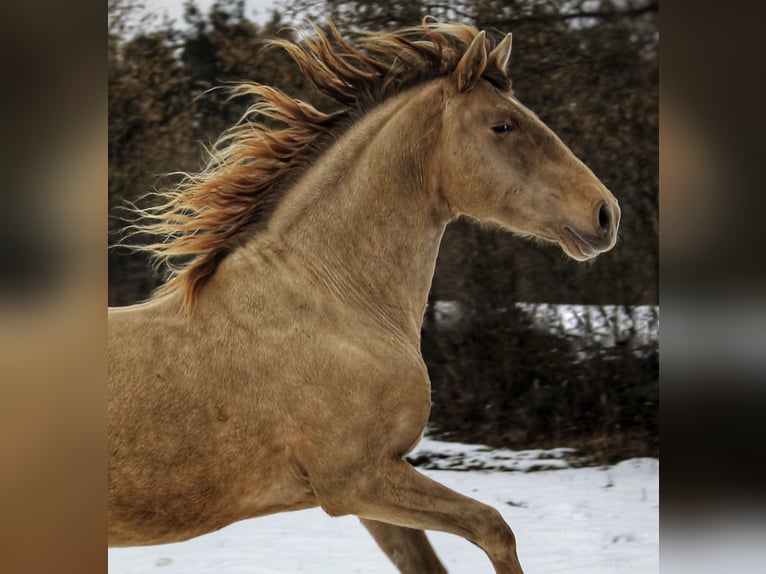 PRE Stallion Pearl in Steinsberg