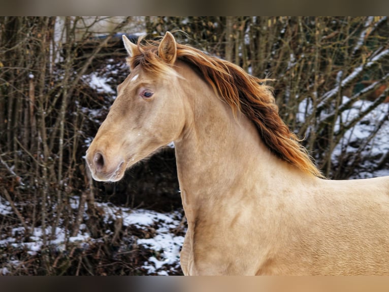 PRE Stallion Pearl in Steinsberg