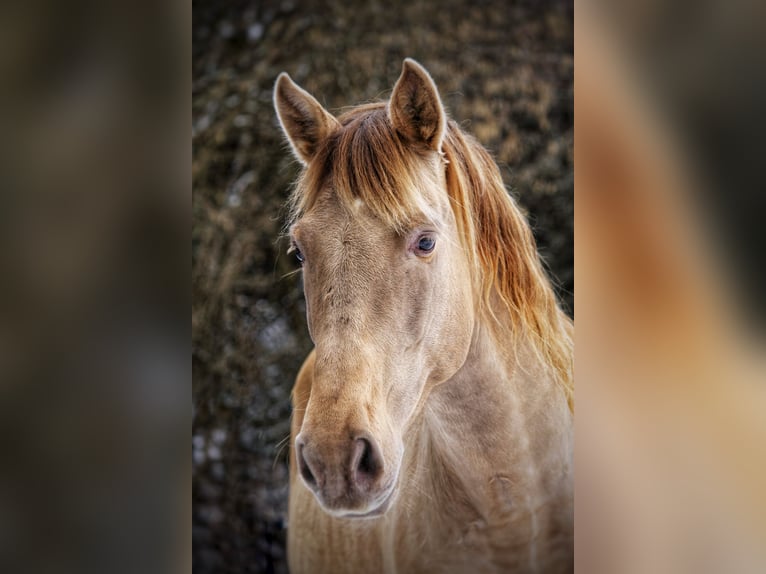PRE Stallion Pearl in Steinsberg