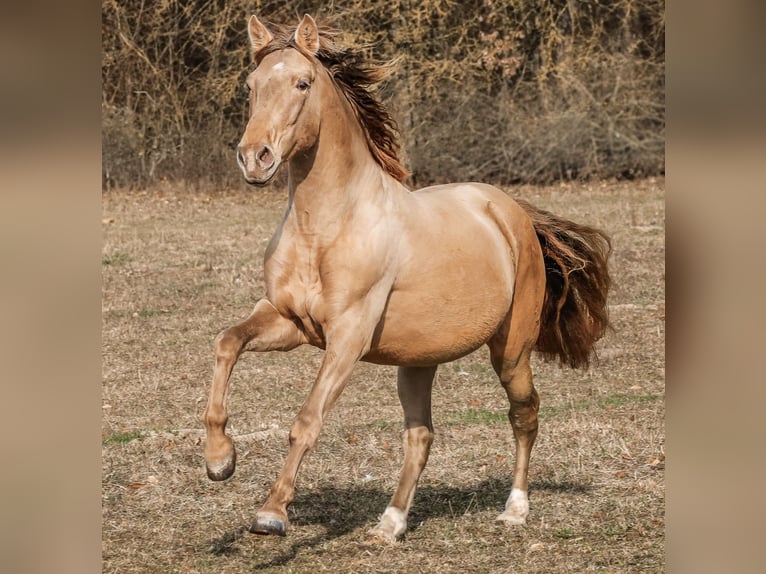 PRE Stallion Pearl in Steinsberg