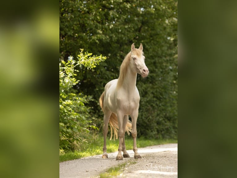 PRE Stallion Perlino in Feuchtwangen