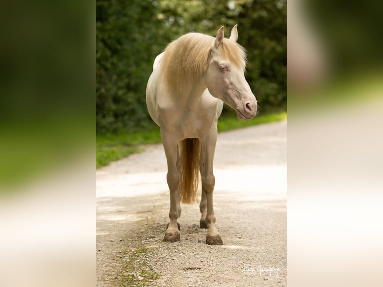 PRE Stallion Perlino in Feuchtwangen