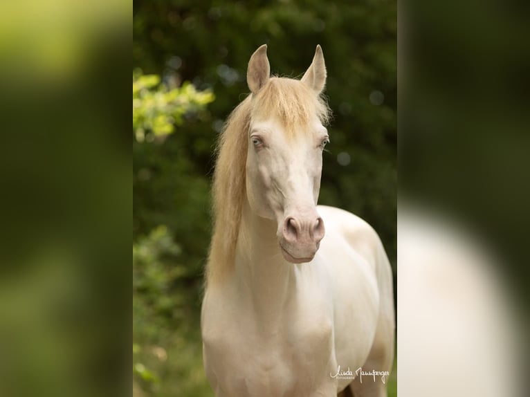 PRE Stallion Perlino in Feuchtwangen